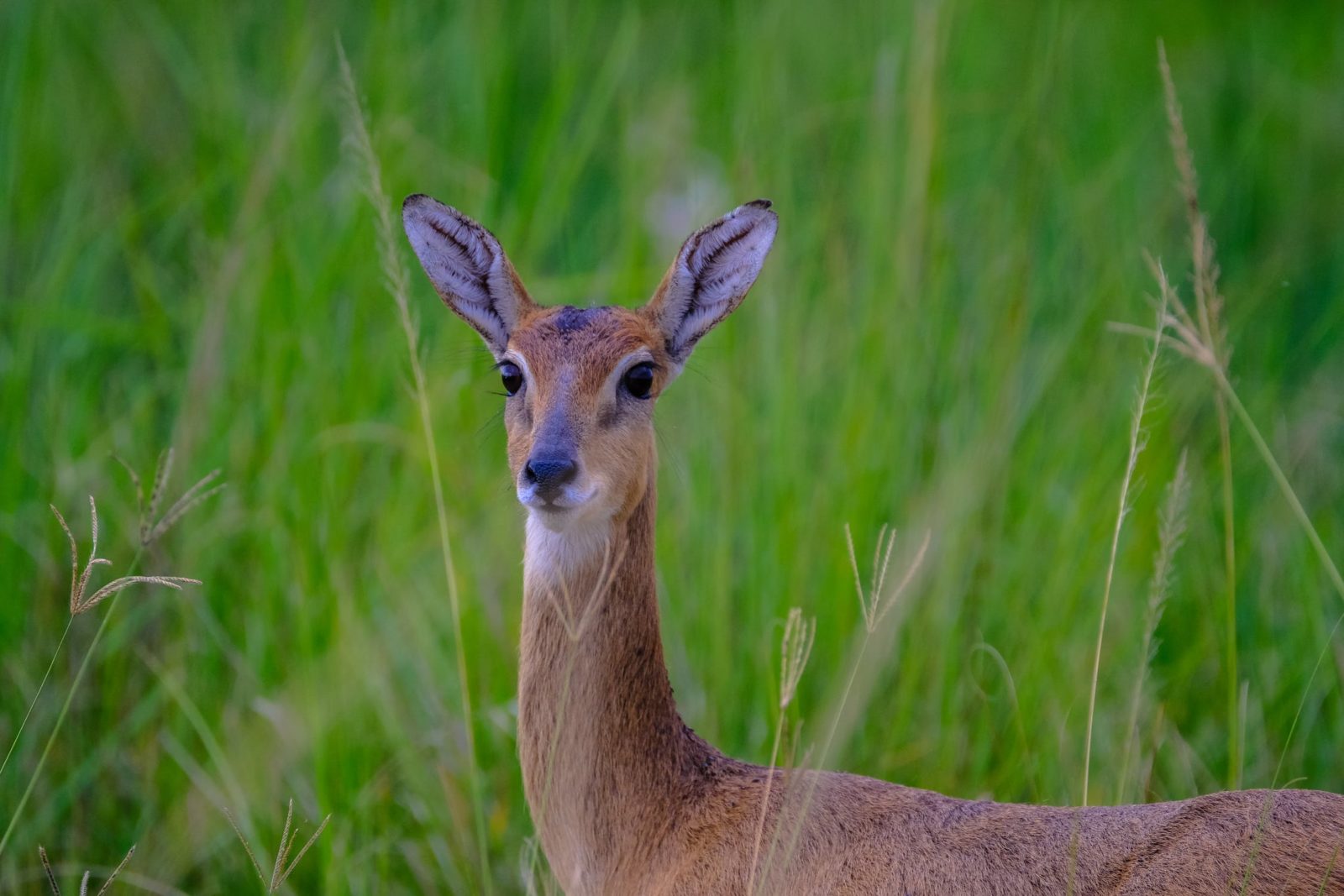 Oh Deer!